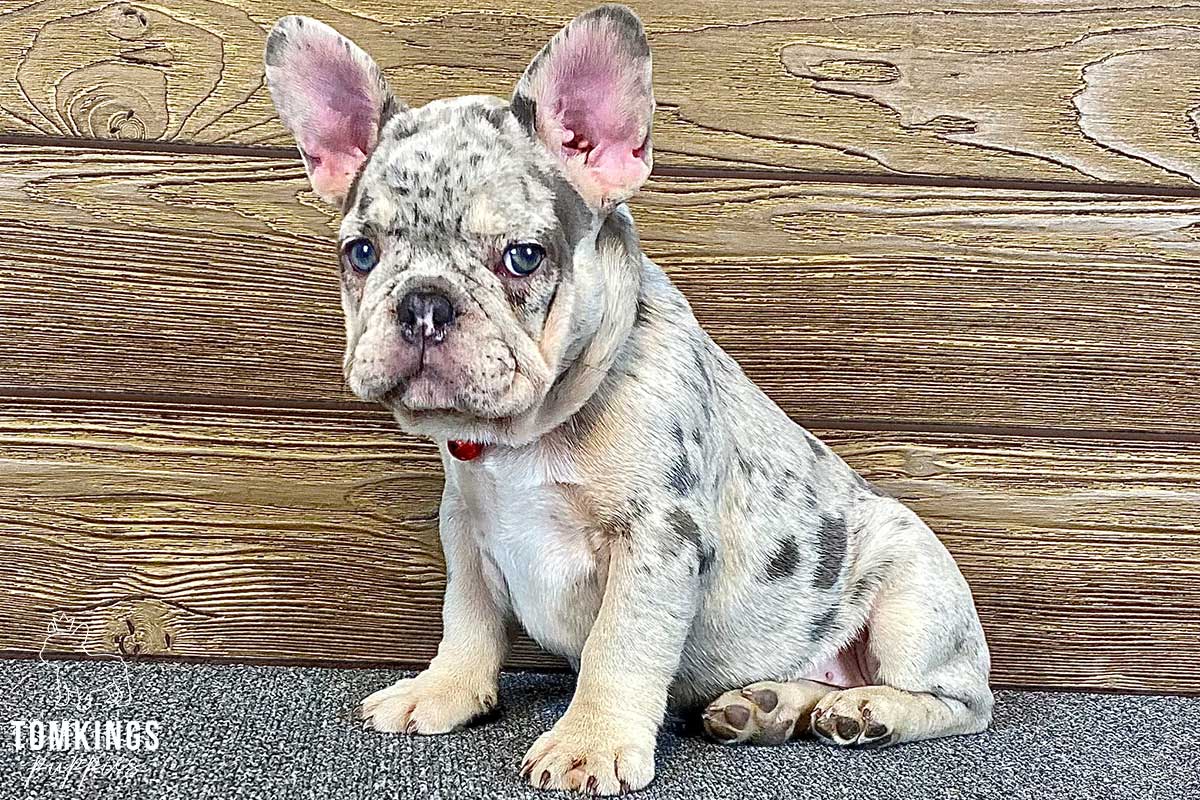 Eileen, available French Bulldog puppy at TomKings Puppies