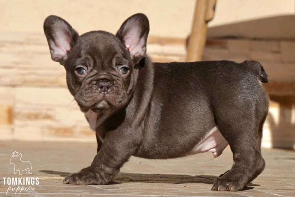 Fenton, available French Bulldog puppy at TomKings Puppies