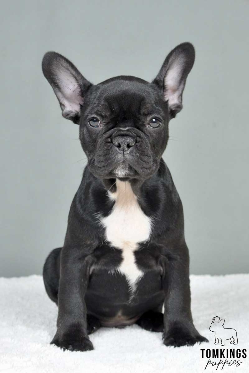 Fraser, available French Bulldog puppy at TomKings Puppies