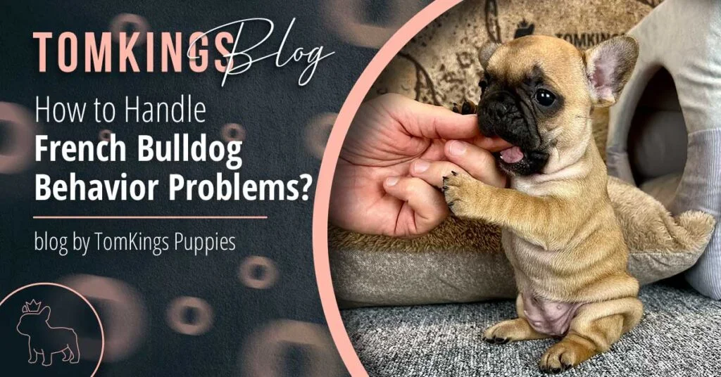 How to Handle French Bulldog Behavior Problems? - TomKings Puppies Blog