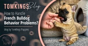 How to Handle French Bulldog Behavior Problems? - TomKings Puppies Blog