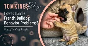 How to Handle French Bulldog Behavior Problems? - TomKings Puppies Blog