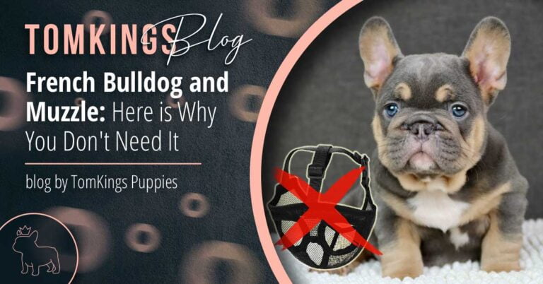 French Bulldog and Muzzle: Here is Why You Don't Need It - TomKings Blog