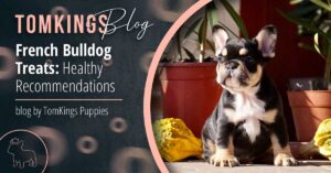 French Bulldog Treats: Healthy Recommendations - TomKings Blog