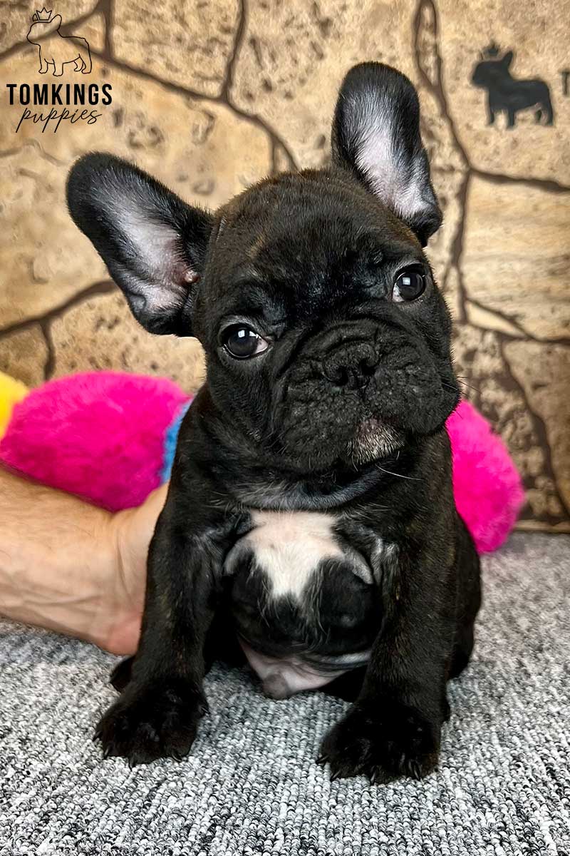 Jacobo, available French Bulldog puppy at TomKings Puppies