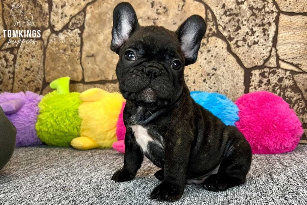 Jacobo, available French Bulldog puppy at TomKings Puppies