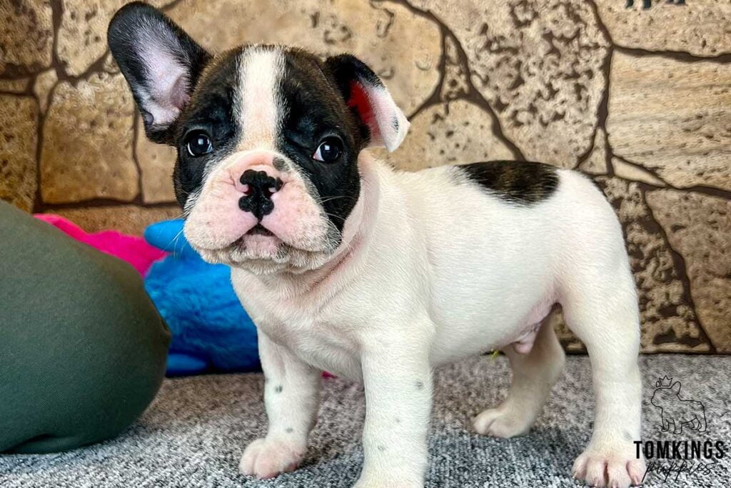 Jeffrey, available French Bulldog puppy at TomKings Puppies