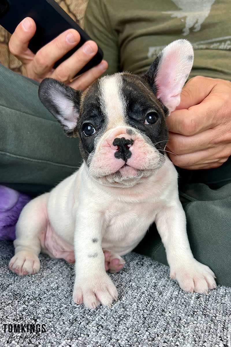 Jeffrey, available French Bulldog puppy at TomKings Puppies