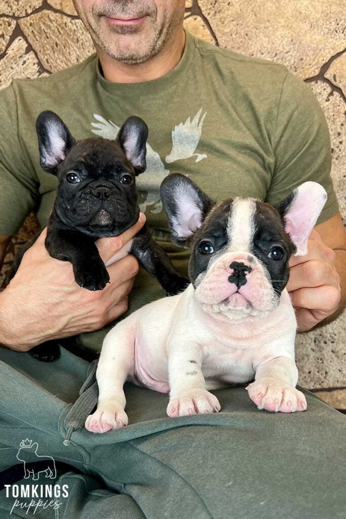 Jeffrey, available French Bulldog puppy at TomKings Puppies