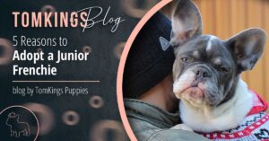 5 Reasons to Adopt a Junior Frenchie - TomKings Puppies Blog