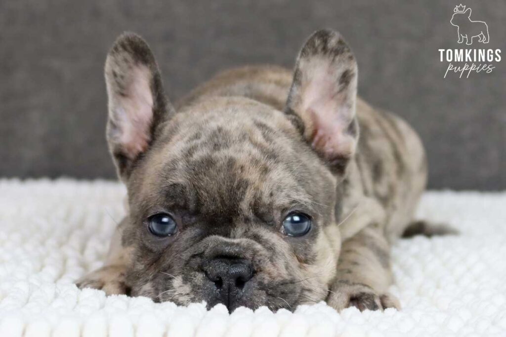 Miki, available French Bulldog puppy at TomKings Puppies