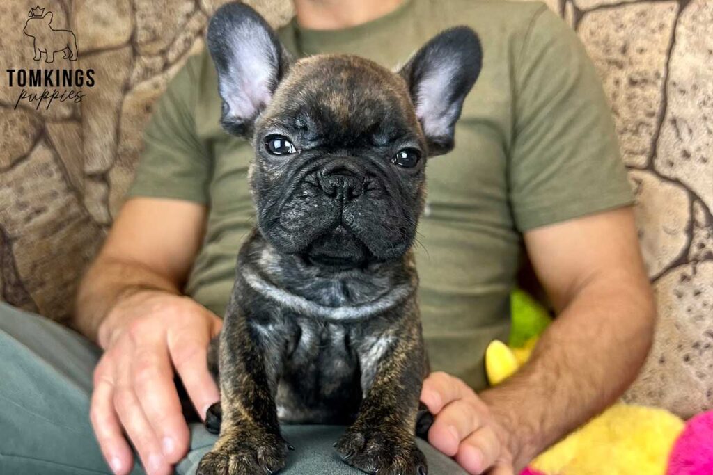 Ronald, available French Bulldog puppy at TomKings Puppies