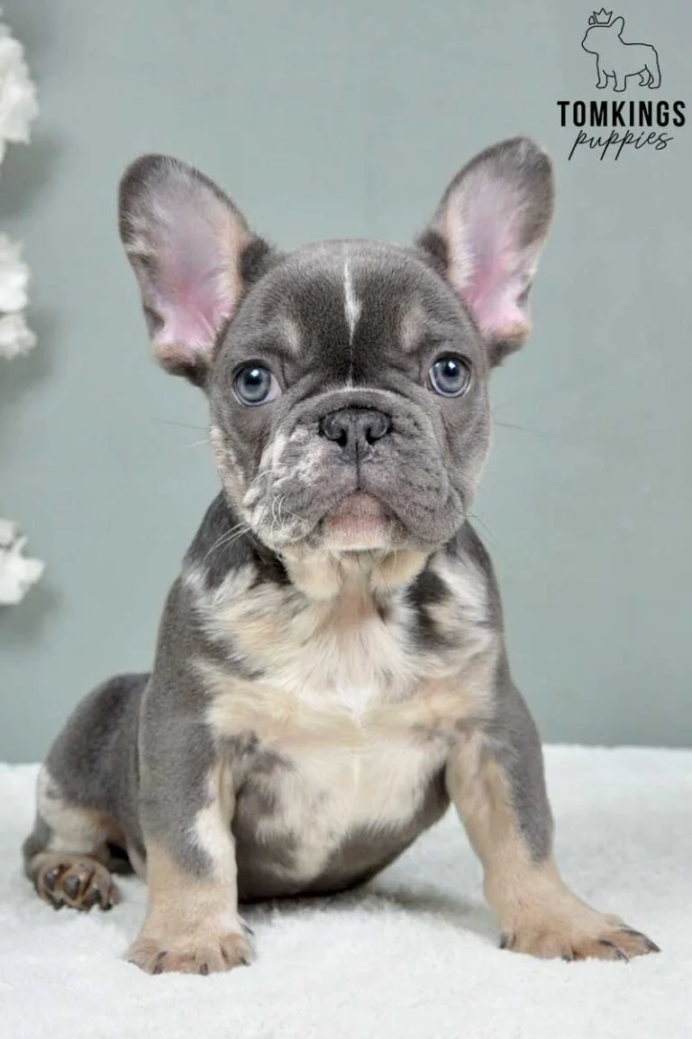 Zoltan, available French Bulldog puppy at TomKings Puppies