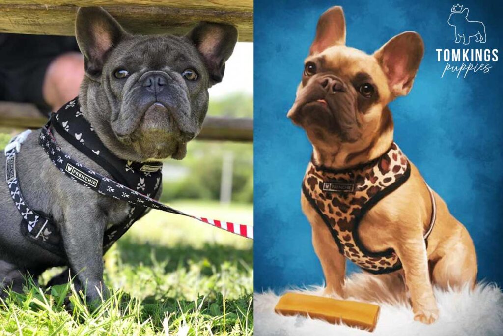 Best Frenchie Harness: How To Choose? - TomKings Blog