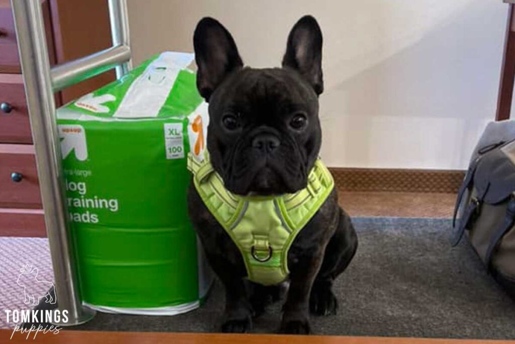 Best Frenchie Harness: How To Choose? - TomKings Blog