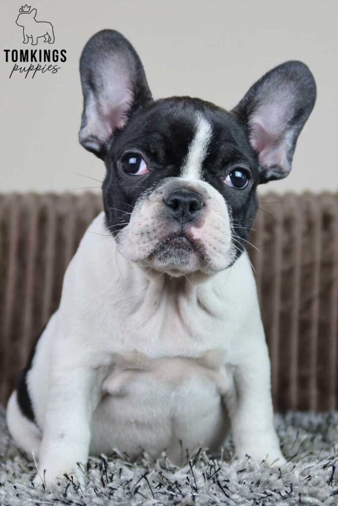 Black and White (Black Pied) French Bulldog at TomKings Puppies
