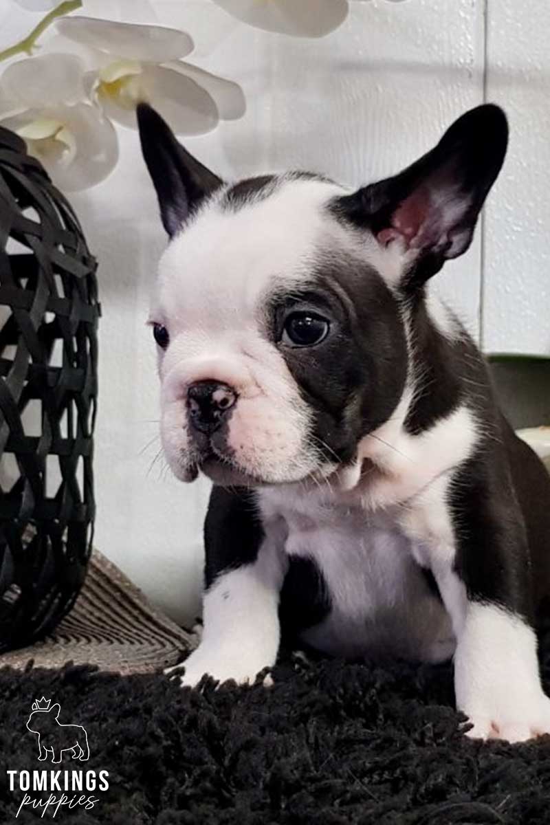 Black and White (Black Pied) French Bulldog at TomKings Puppies