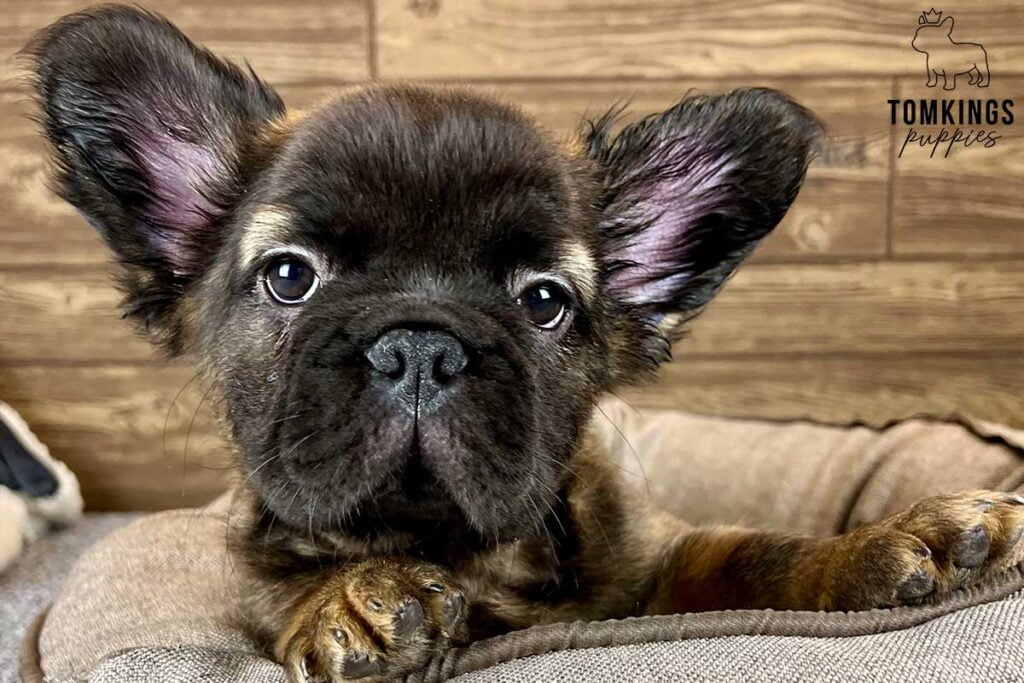 Donatello, available French Bulldog puppy at TomKings Puppies