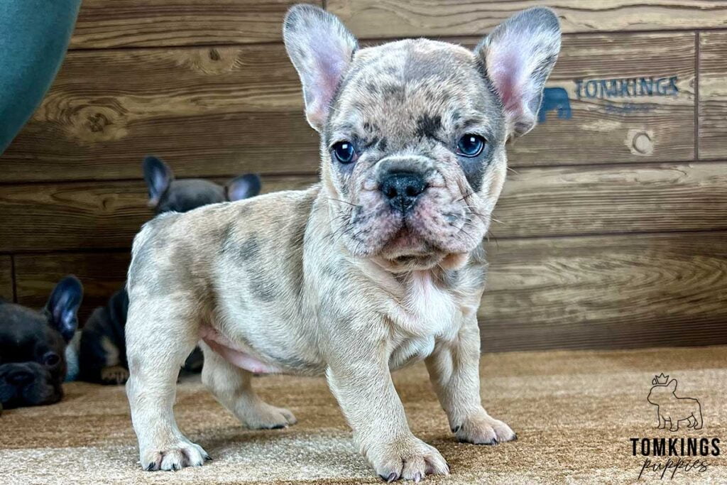 Evelin, available French Bulldog puppy at TomKings Puppies