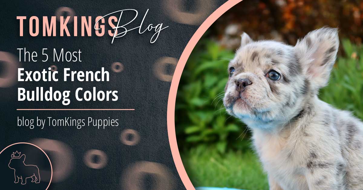 The 5 Most Exotic French Bulldog Colors - TomKings Kennel