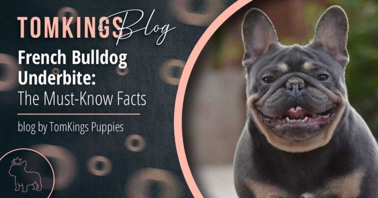 French Bulldog Underbite: The Must-Know Facts - TomKings Blog