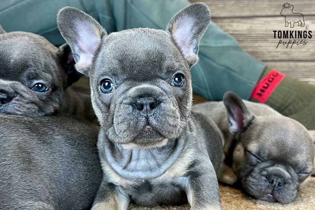 Lapis, available French Bulldog puppy at TomKings Puppies