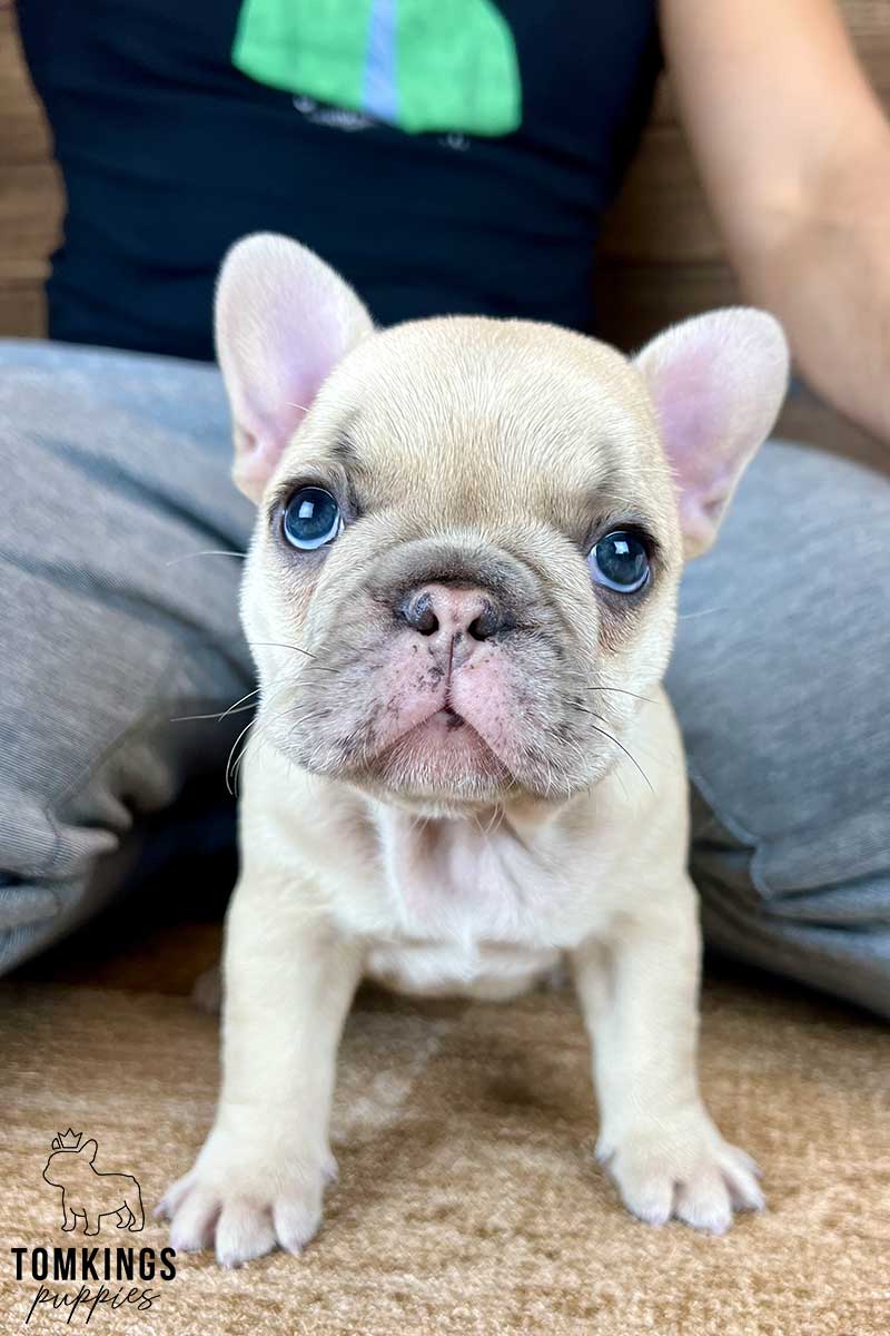 Laura, available French Bulldog puppy at TomKings Puppies