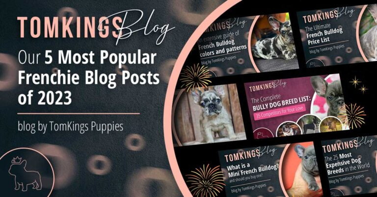 Our 5 Most Popular Frenchie Blog Posts of 2023 - TomKings Puppies