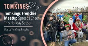 TomKings Frenchie Meetup Spreads Cheer This Holiday Season