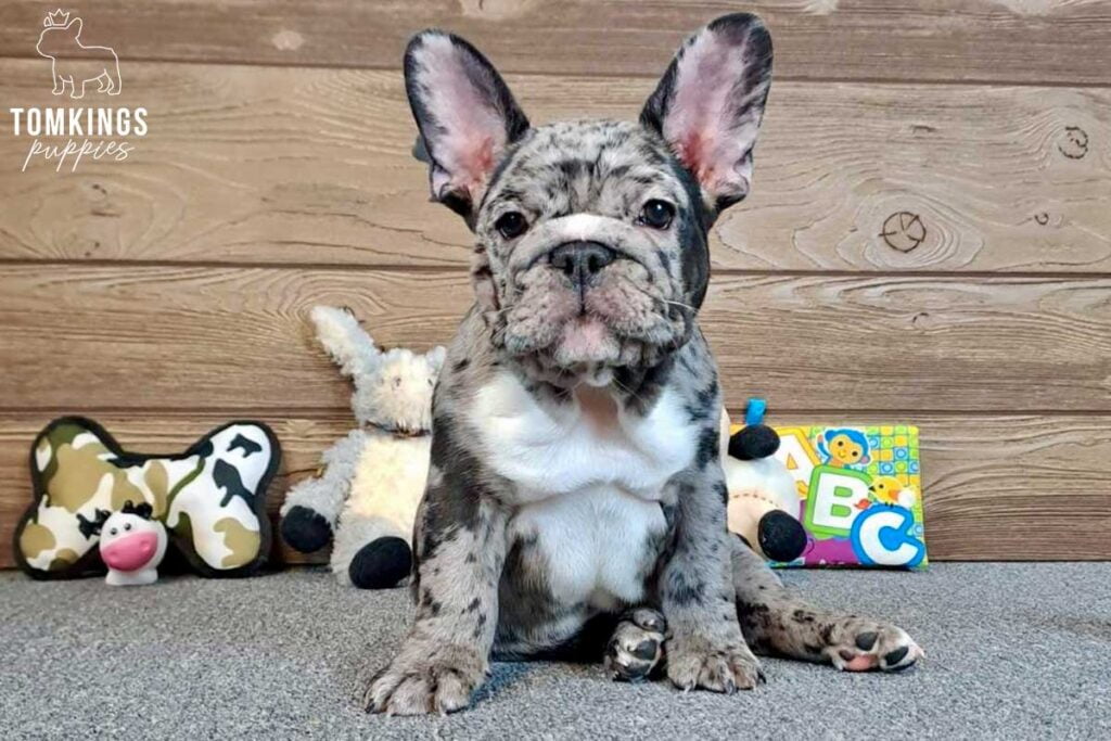 Alistair, available French Bulldog puppy at TomKings Puppies