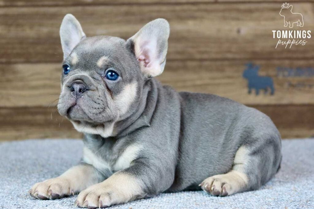 Demetrius, available French Bulldog puppy at TomKings Puppies