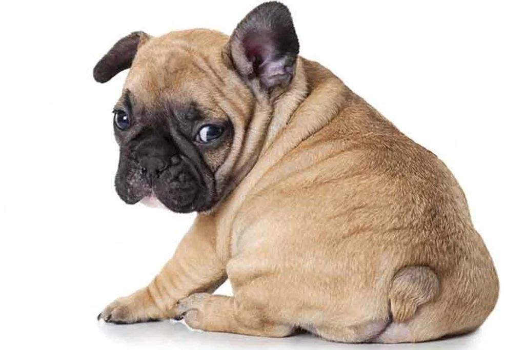 French Bulldog Tail: History, Types and Health Concerns - TomKings Blog