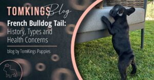 French Bulldog Tail: History, Types and Health Concerns - TomKings Blog