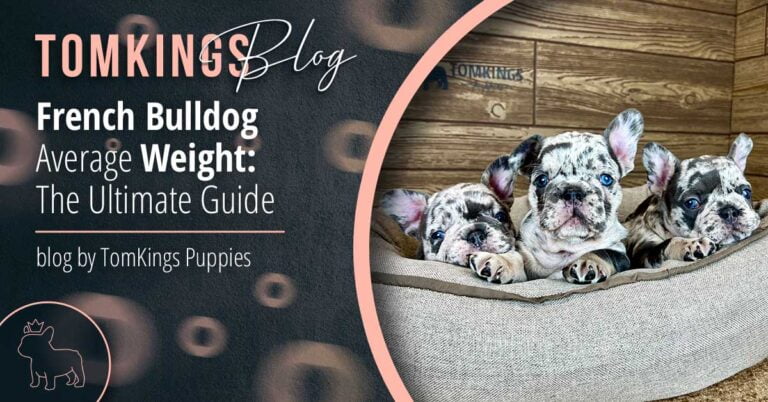 French Bulldog Average Weight: The Ultimate Guide - TomKings Blog