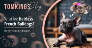 What Are Hairless French Bulldogs? - TomKings Blog