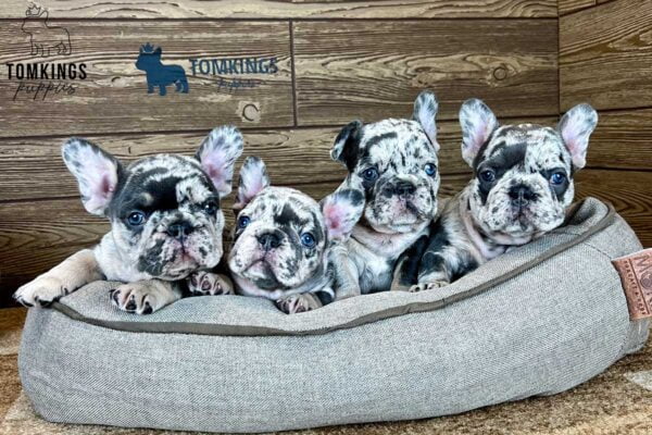 French Bulldog Average Weight: The Ultimate Guide - TomKings Kennel