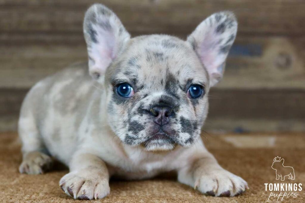 Tammy, available French Bulldog puppy at TomKings Puppies