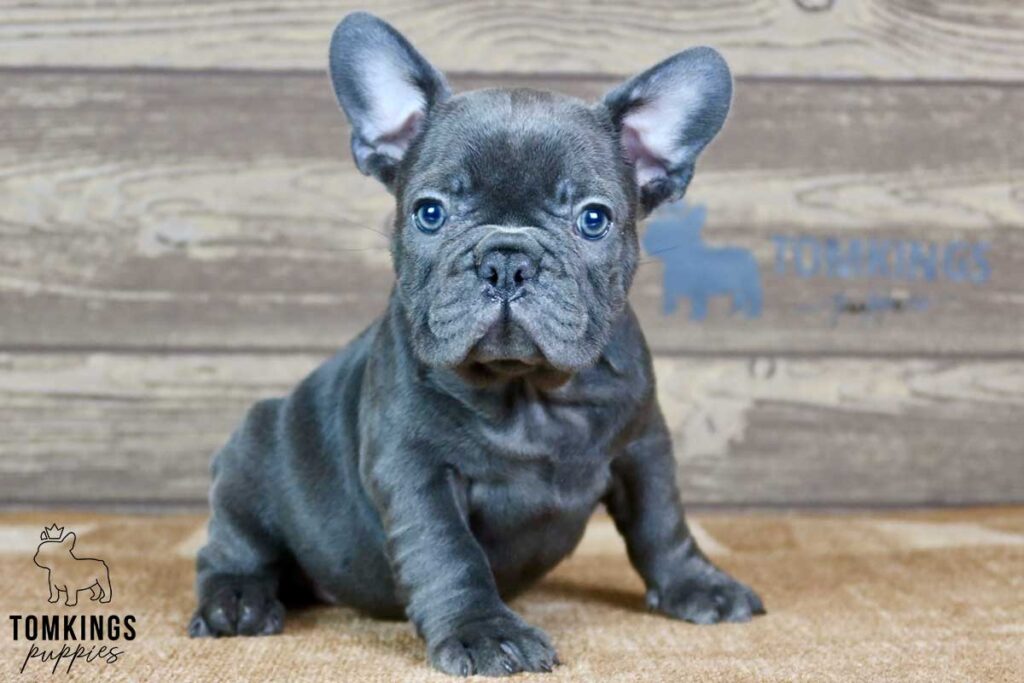 Thalia, available French Bulldog puppy at TomKings Puppies