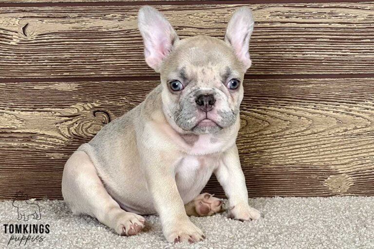 Adley, available French Bulldog puppy at TomKings Puppies