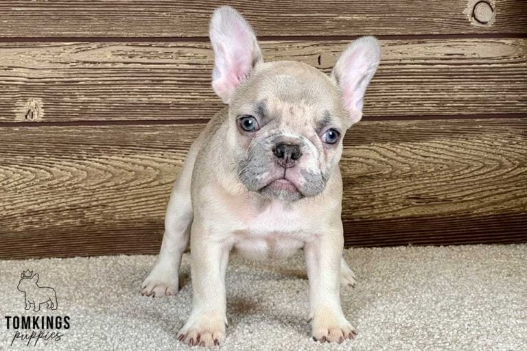 Adley, available French Bulldog puppy at TomKings Puppies