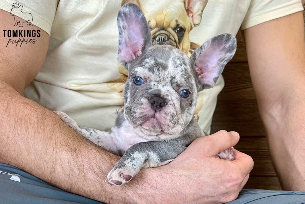 Arbor, available French Bulldog puppy at TomKings Puppies