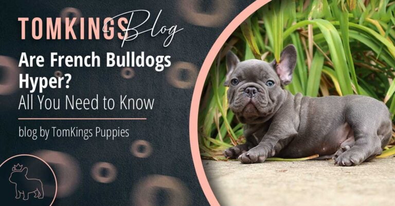 Are French Bulldogs Hyper? All You Need to Know - TomKings Puppies Blog