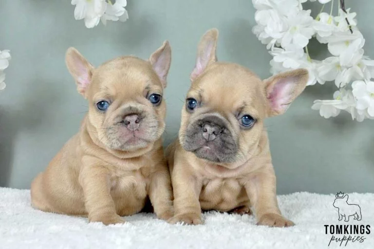 Blue fawn French bulldog - TomKings Puppies