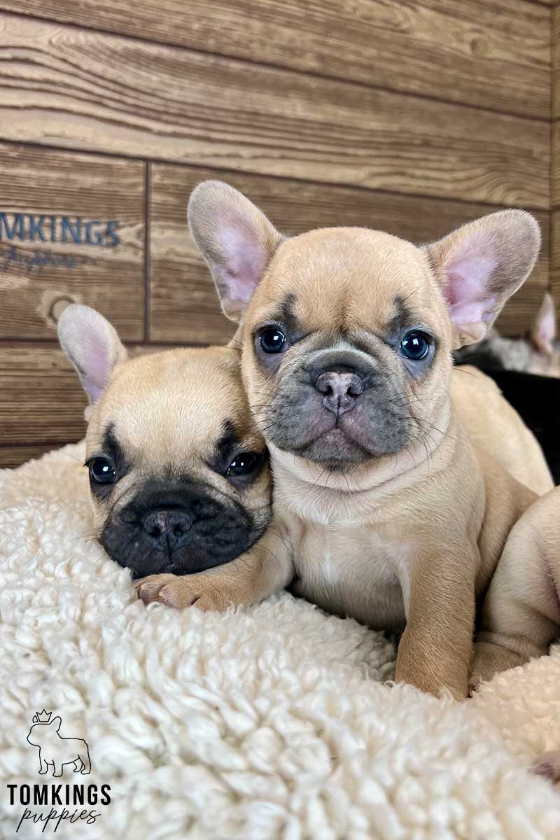 Blue fawn French bulldog - TomKings Puppies
