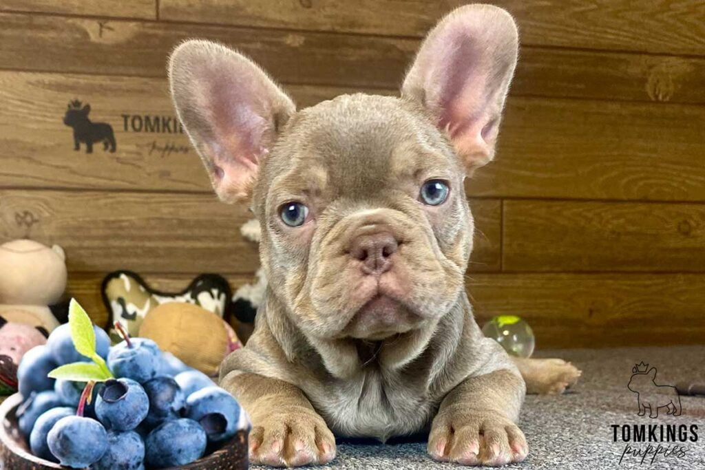 Can Frenchies Eat Blueberries? - TomKings Blog
