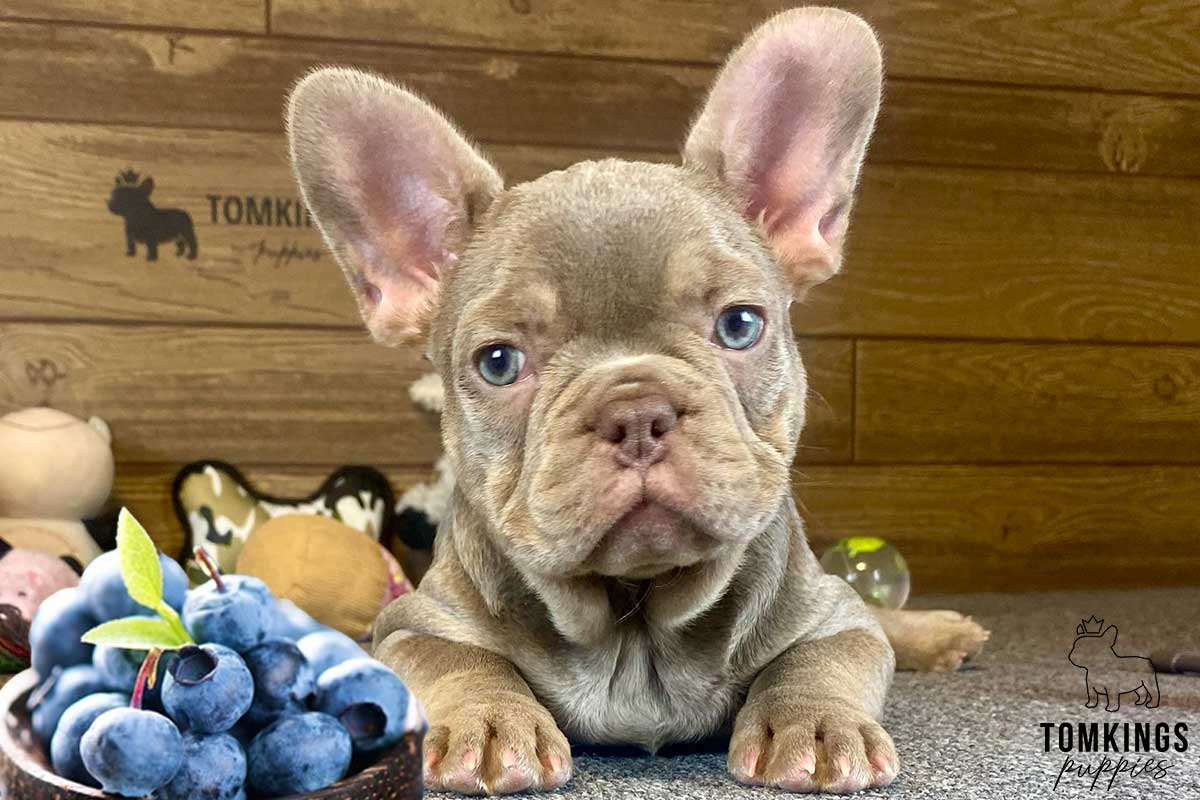 Can Frenchies Eat Blueberries? - TomKings Kennel