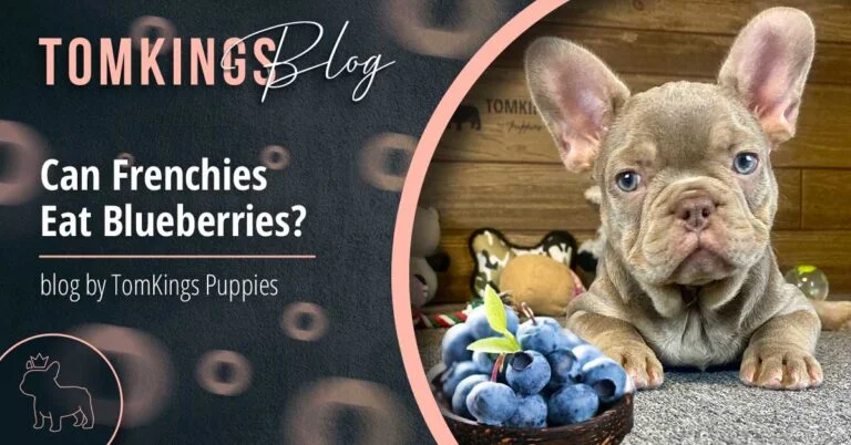 Can Frenchies Eat Blueberries? - TomKings Blog