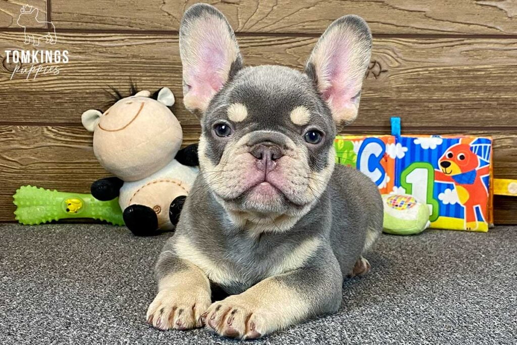 Douglas, available French Bulldog puppy at TomKings Puppies
