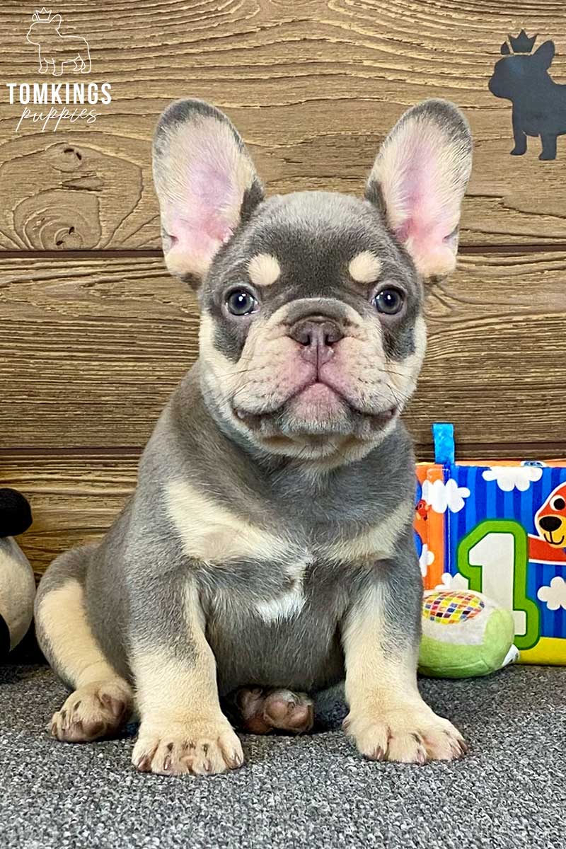 Douglas, available French Bulldog puppy at TomKings Puppies