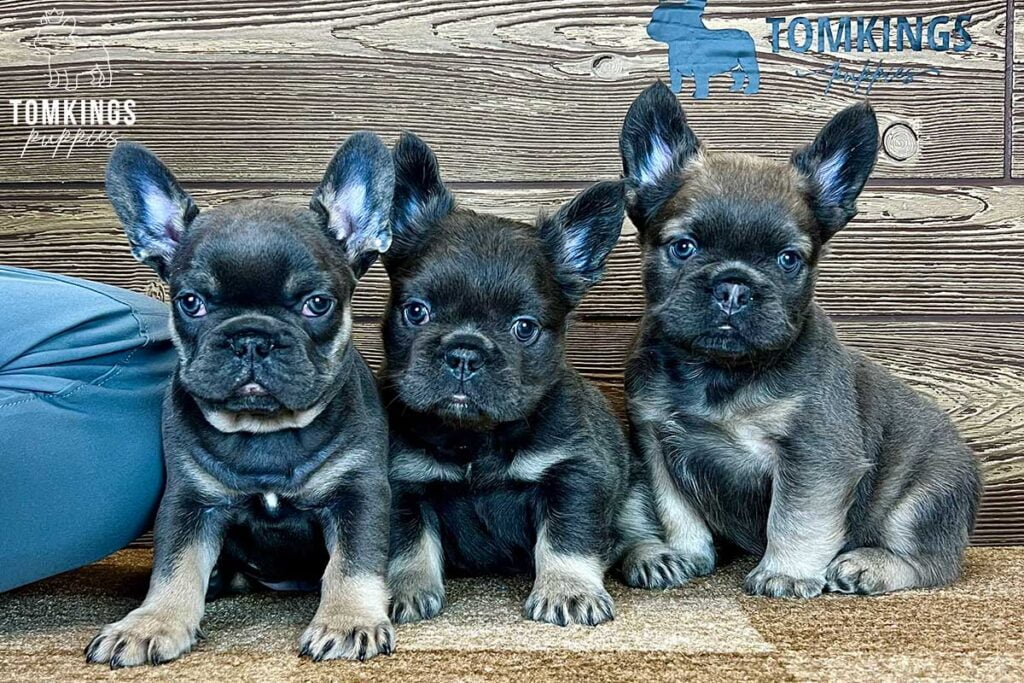 Dragomir, available Fluffy French Bulldog puppy at TomKings Puppies